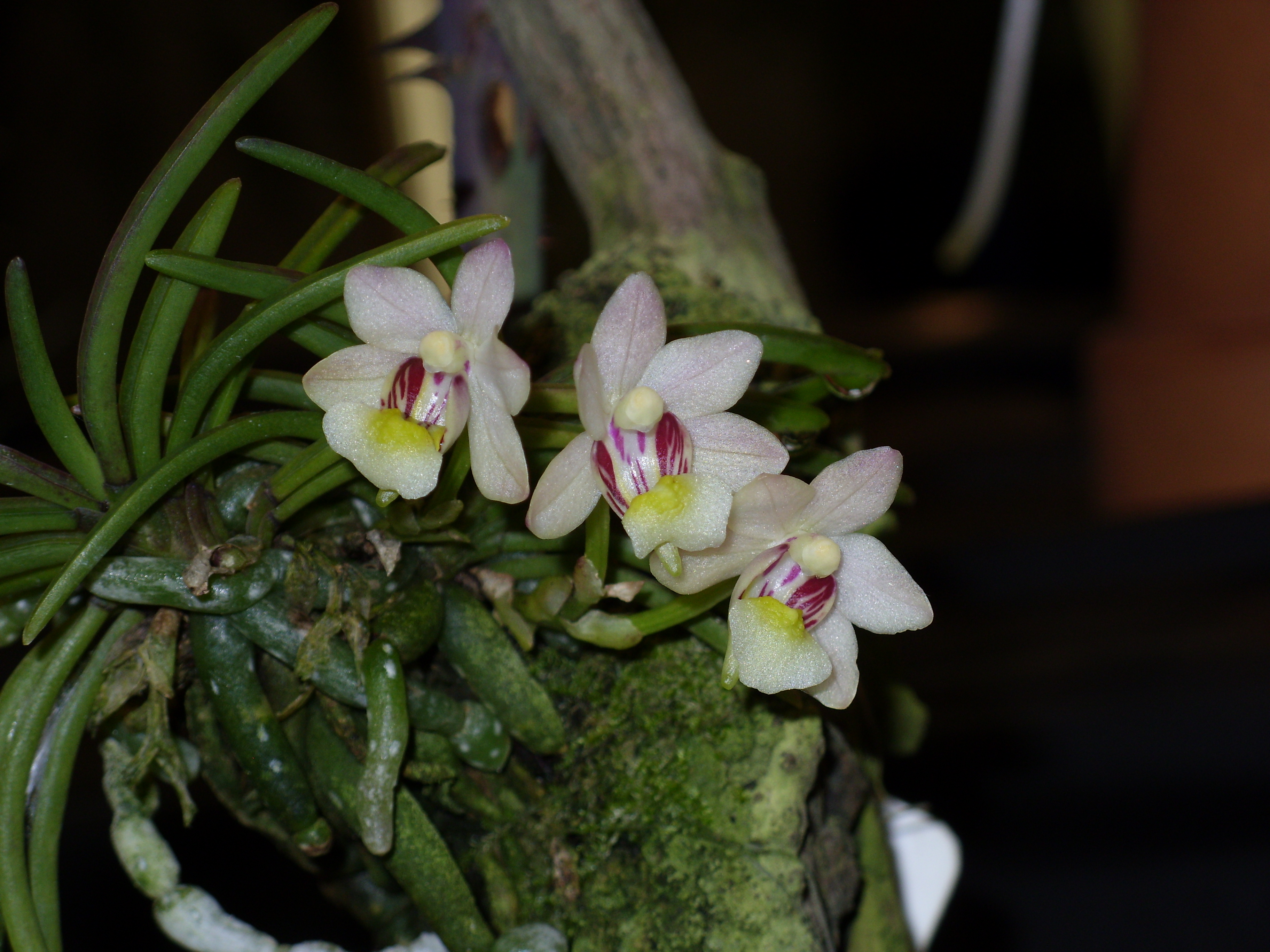How to care for Yellow holcoglossum - Complete Plant Care Guide