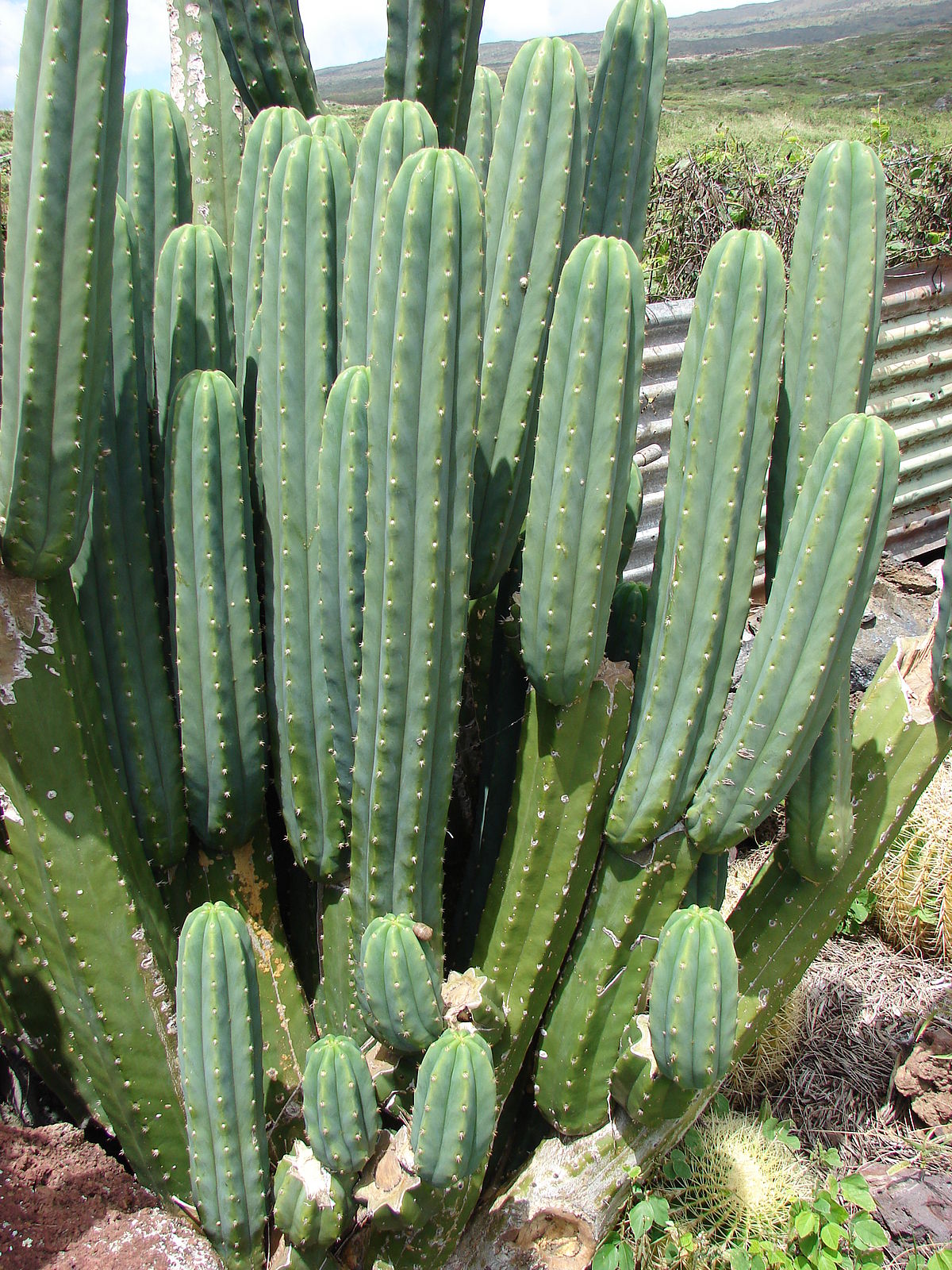 How to care for San pedro cactus - Complete Plant Care Guide | PlantSnap -  Plantsnap - Identify Plants, Trees, Mushrooms With An App