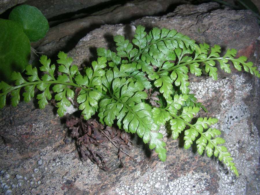 Balearic spleenwort (Asplenium balearicum) - Image 1 of 10
