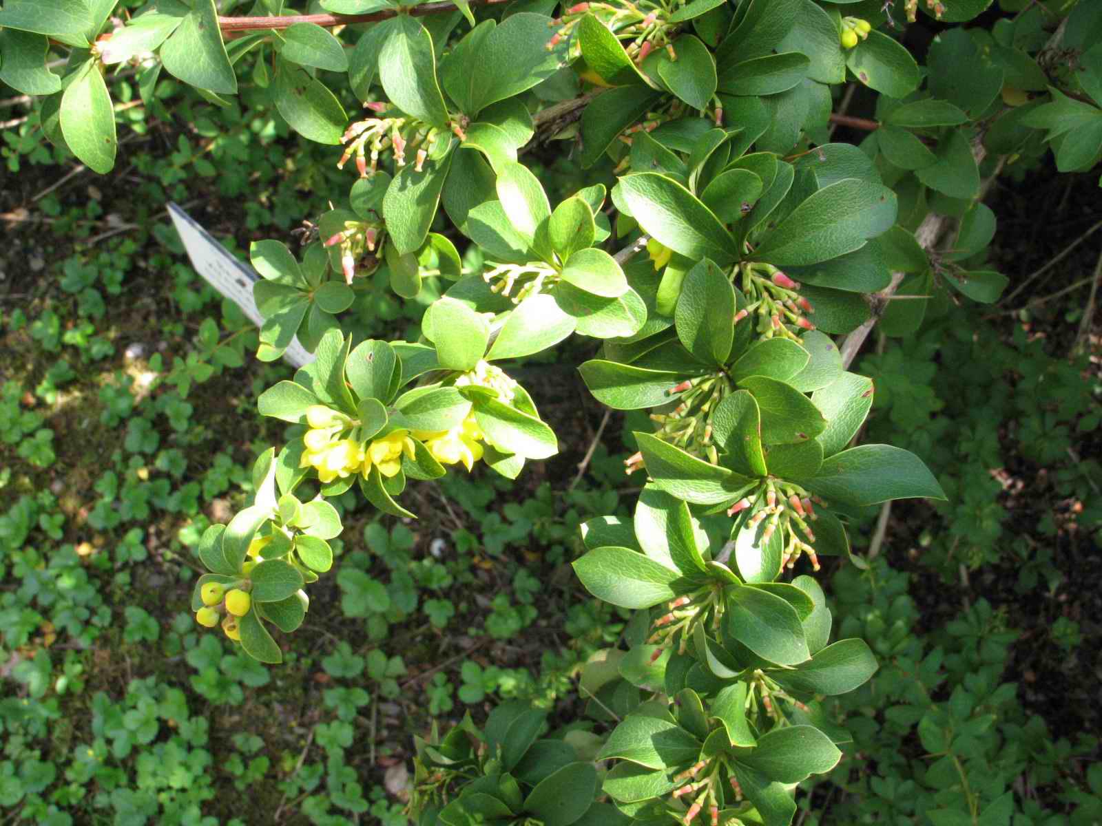 Oregon grape