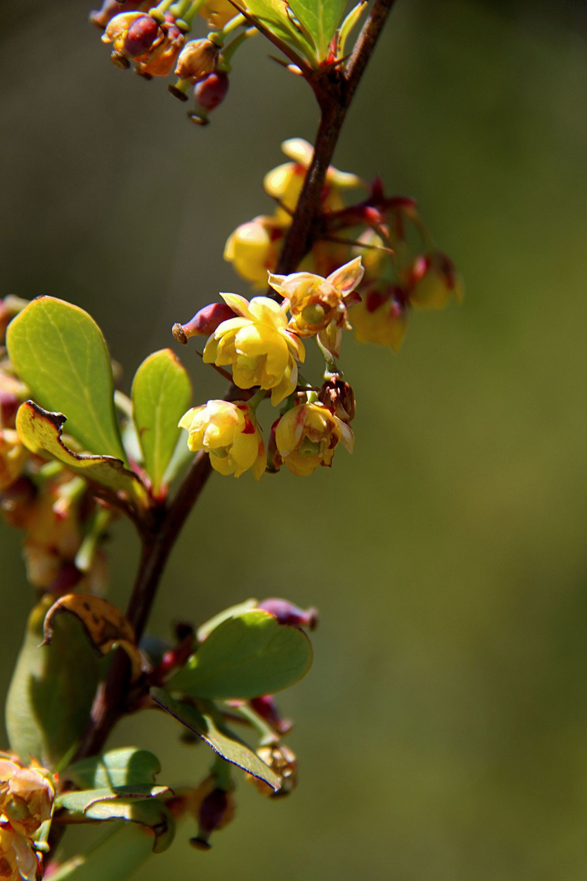 Holly-leaved barberry