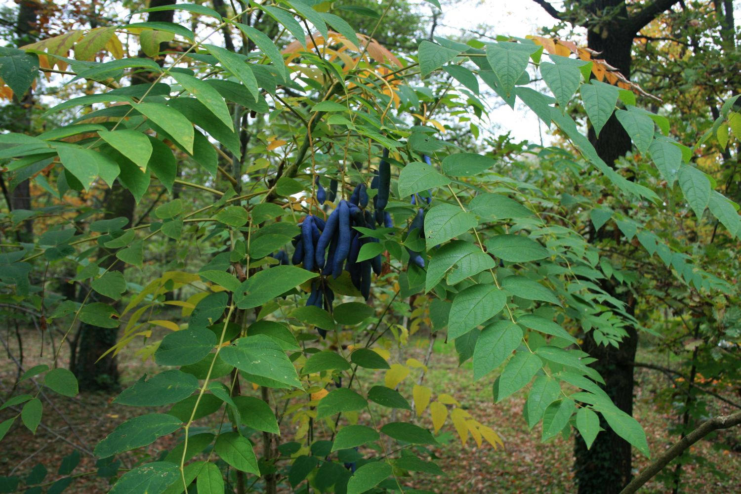 Dead man's fingers