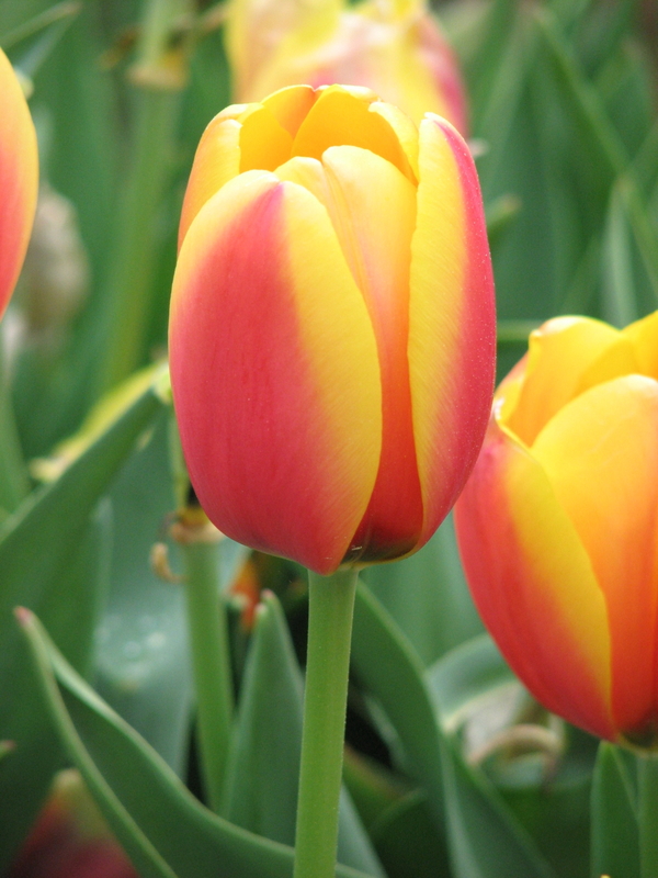 Tulip