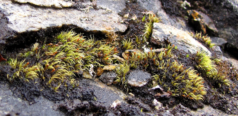Andersson's arctic moss