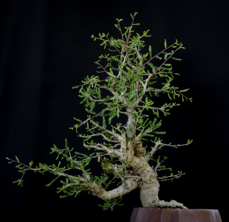 How to care for Black frankincense tree - Complete Plant Care Guide |  PlantSnap - Plantsnap - Identify Plants, Trees, Mushrooms With An App
