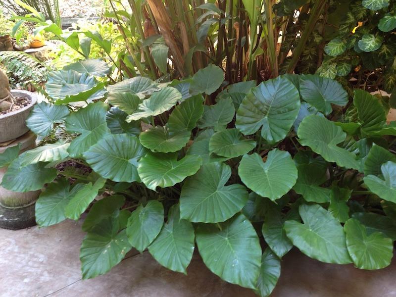 outdoor money tree plant Pachira aquatica "Money Tree" 4" at SPROUT HOME