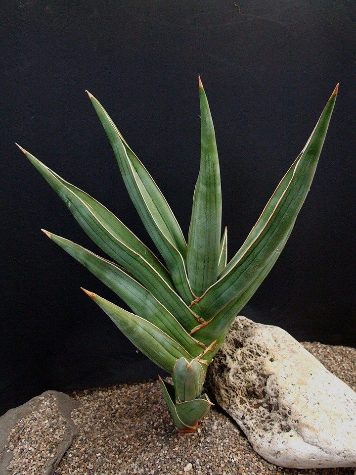 Powell's sansevieria - Plantsnap - Identify Plants, Trees, Mushrooms With  An App