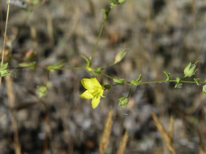 Glandular dwarf flax
