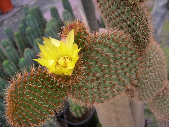 How to care for Golden prickly pear - Complete Plant Care Guide