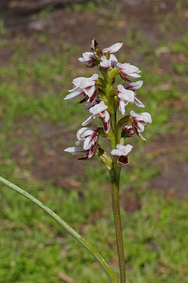 Helmet leek orchid