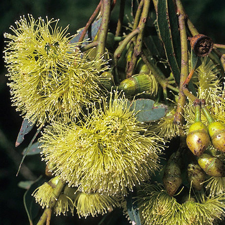 Cap-fruited mallee