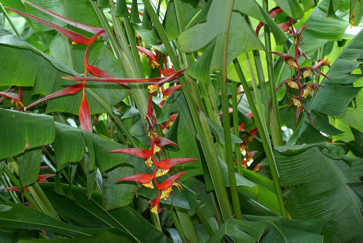 Collins' heliconia (Heliconia collinsiana) - Image 1 of 10