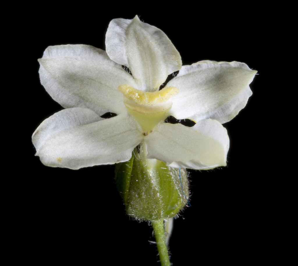 Large spur goodenia