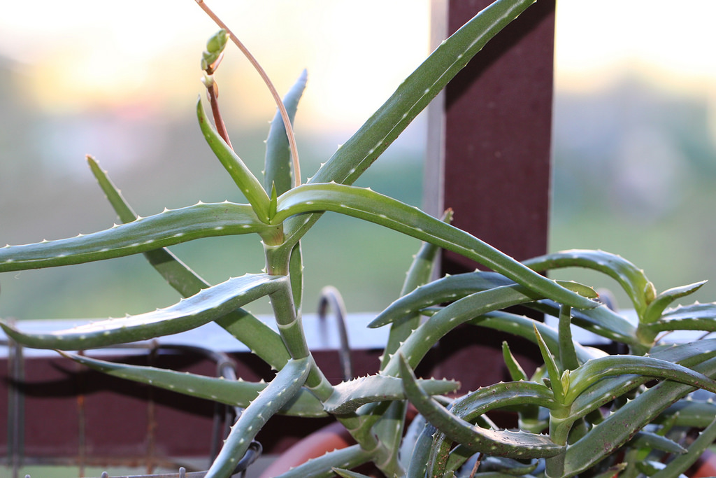 aloe vera drink schwangerschaft Savia main image 0