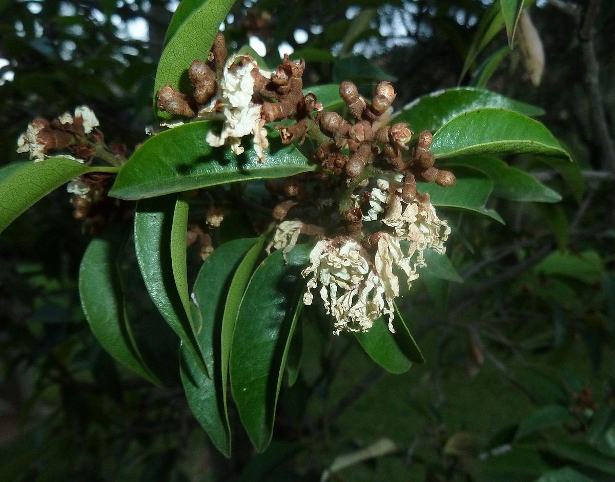 Large-flowered witch-hazel