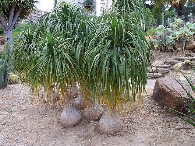 Ponytail palm (beaucarnea recurvate) - Image 1 of 10