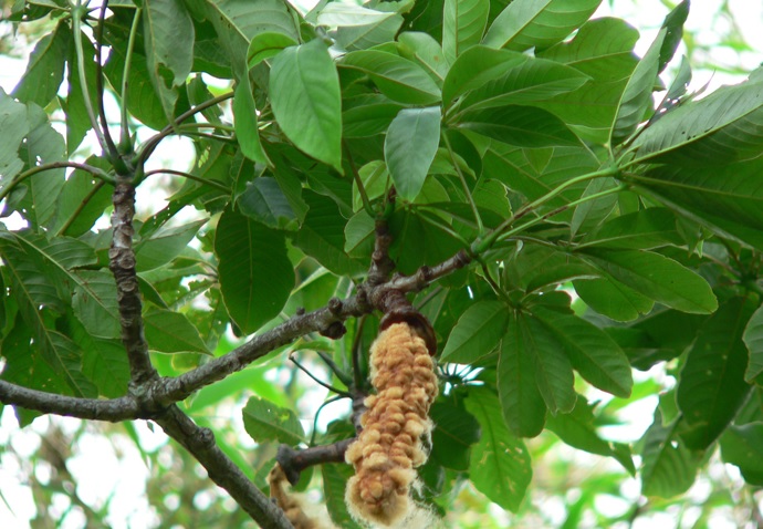 Shaving brush tree