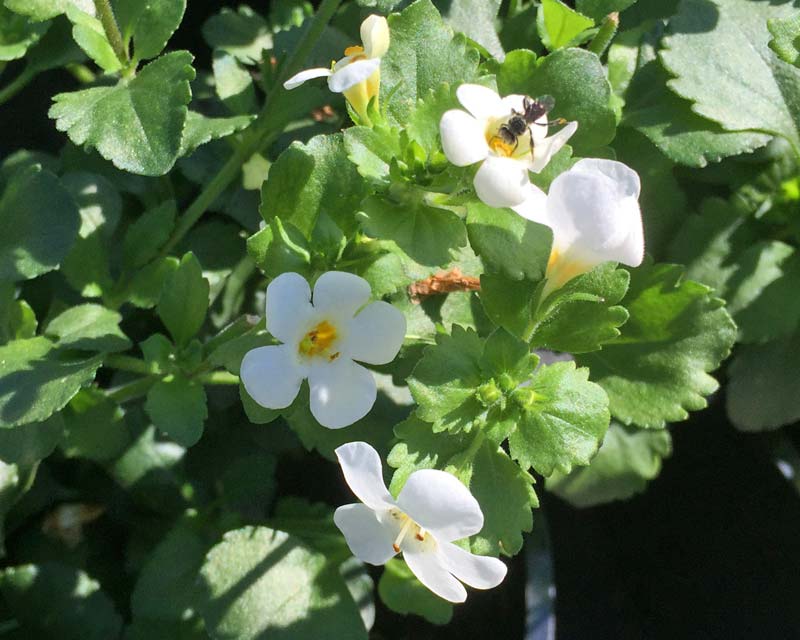 Bacopa