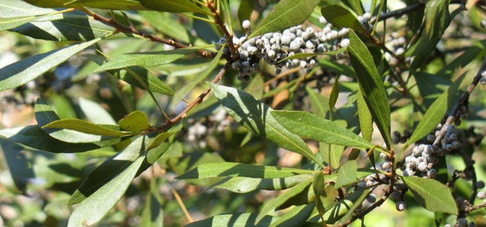 Southern wax myrtle (Morella cerifera) - Image 1 of 10