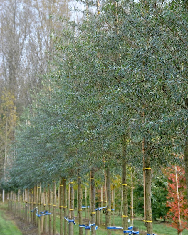Willow-leaved sea buckthorn