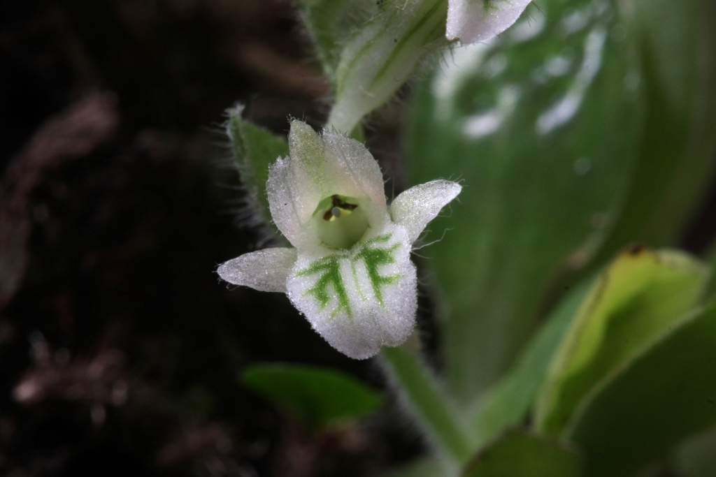 Orchidaceae