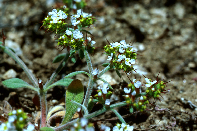 Straight-spined spineflower