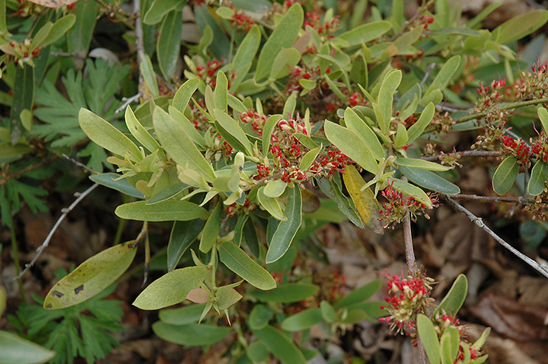 Blueleaf itea