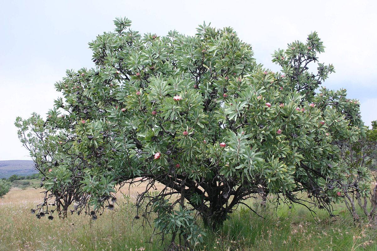 Chenault coralberry