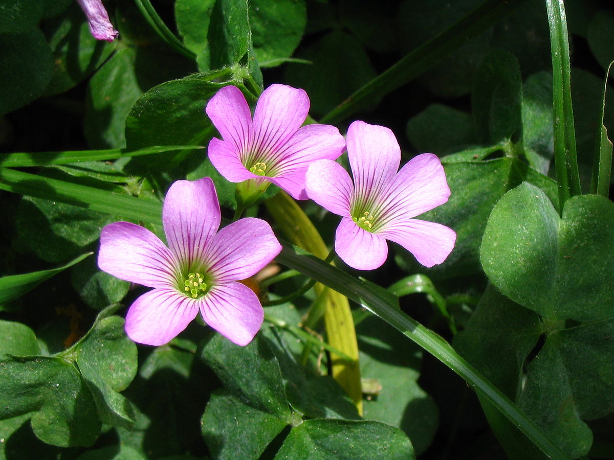 Pink wood sorrel