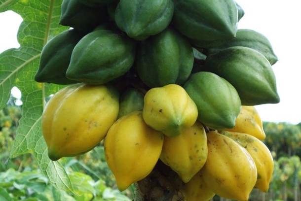 Papaya