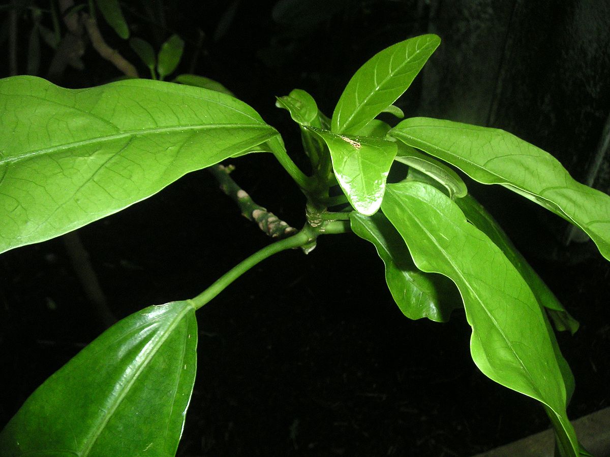 Ramoon tree