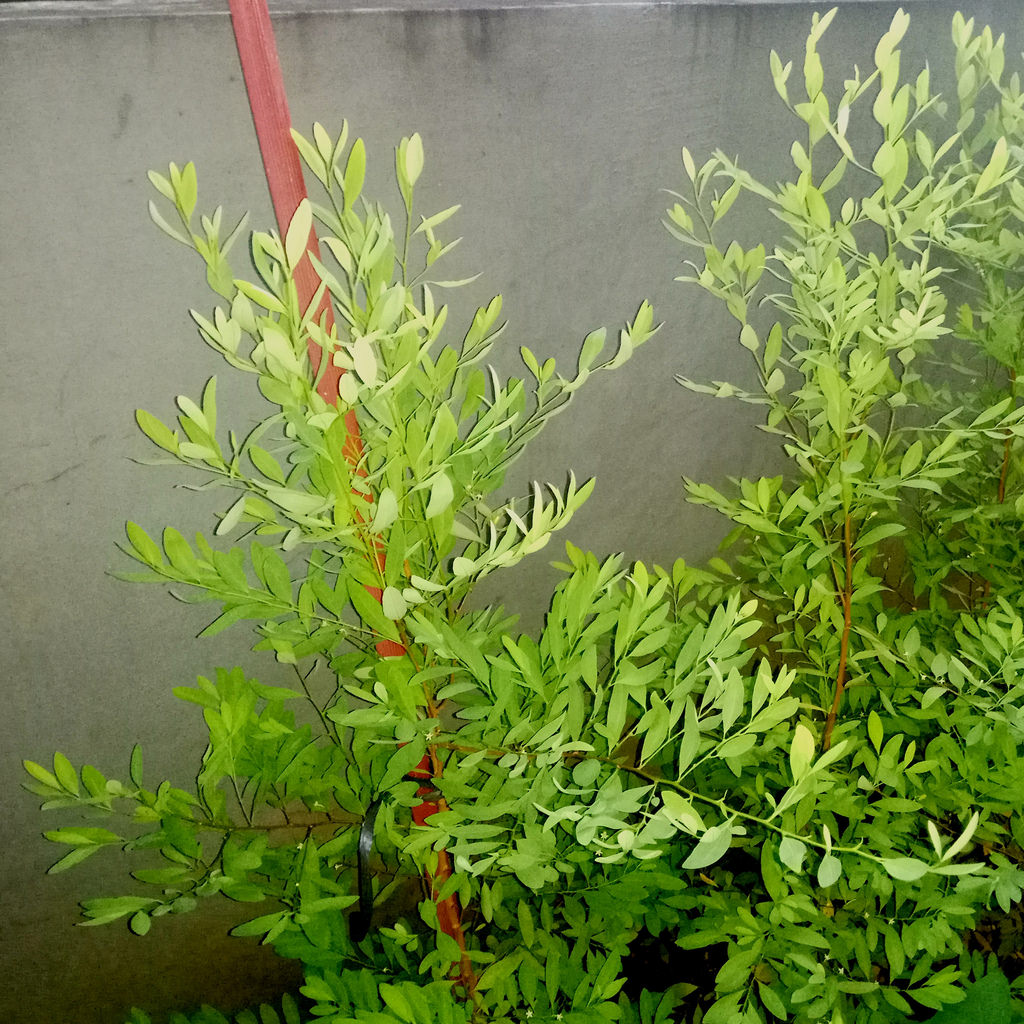 Amazon coca