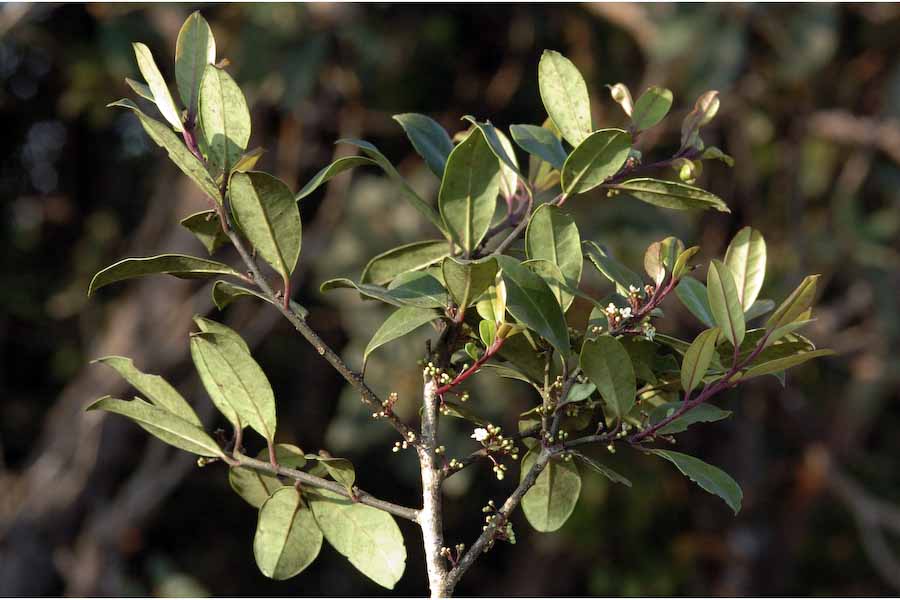 Wight's holly