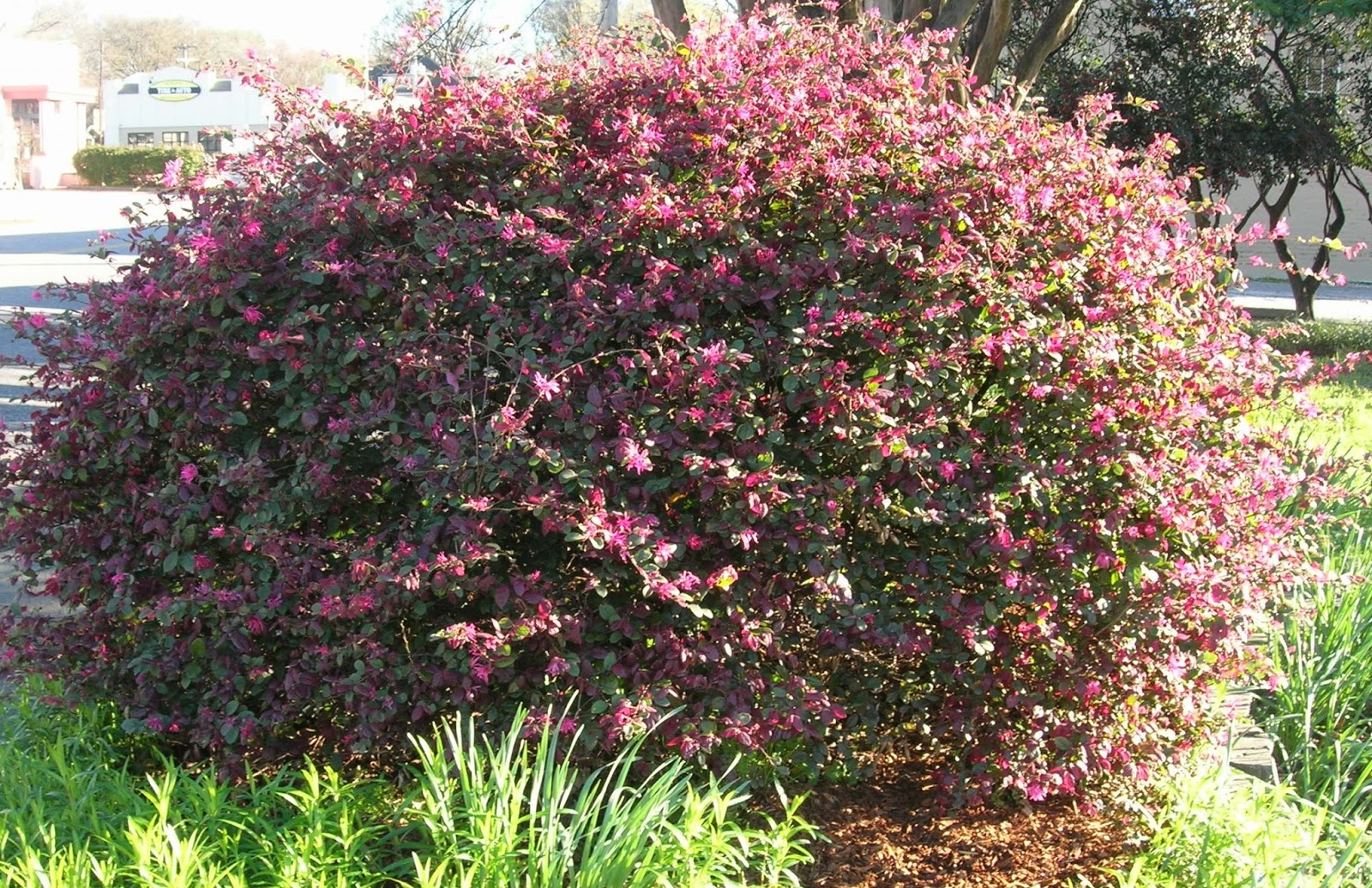 Lance-leaved loropetalum