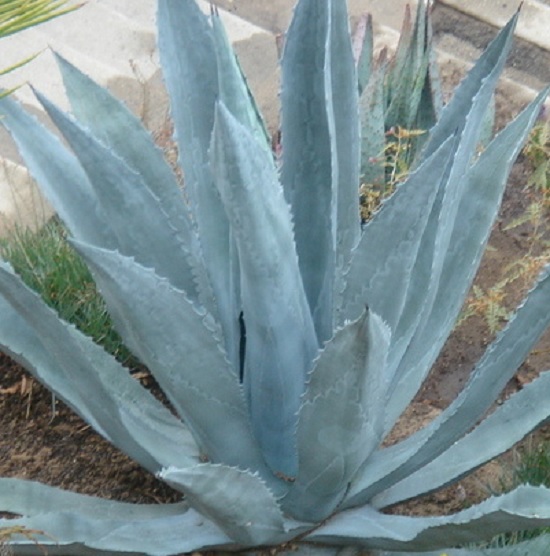 Century plant