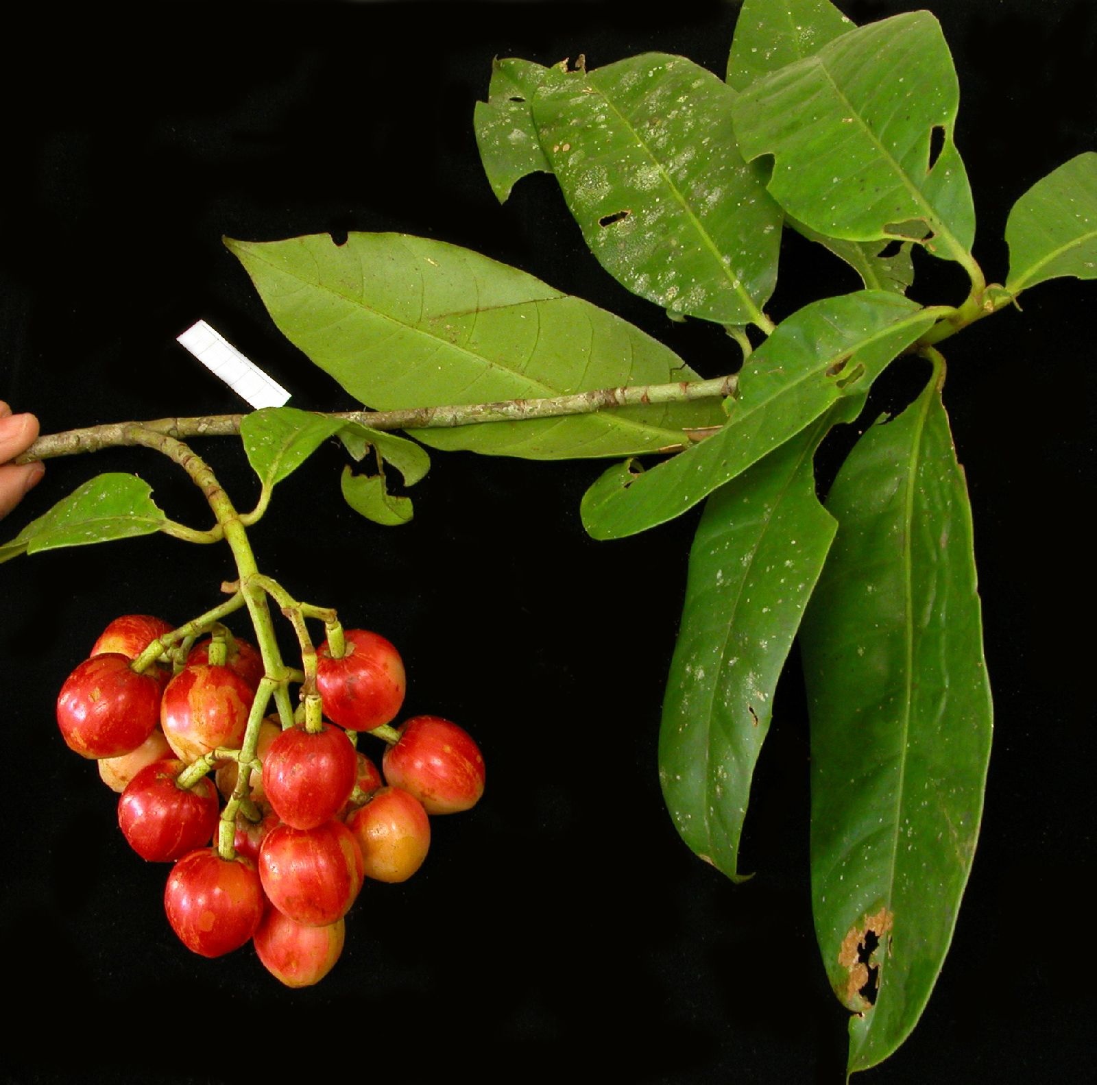 Goldenberry