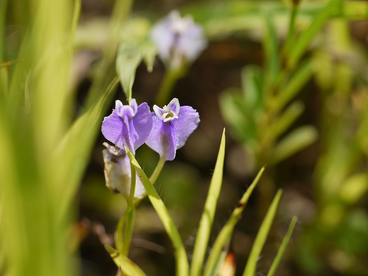 Blue burmannia