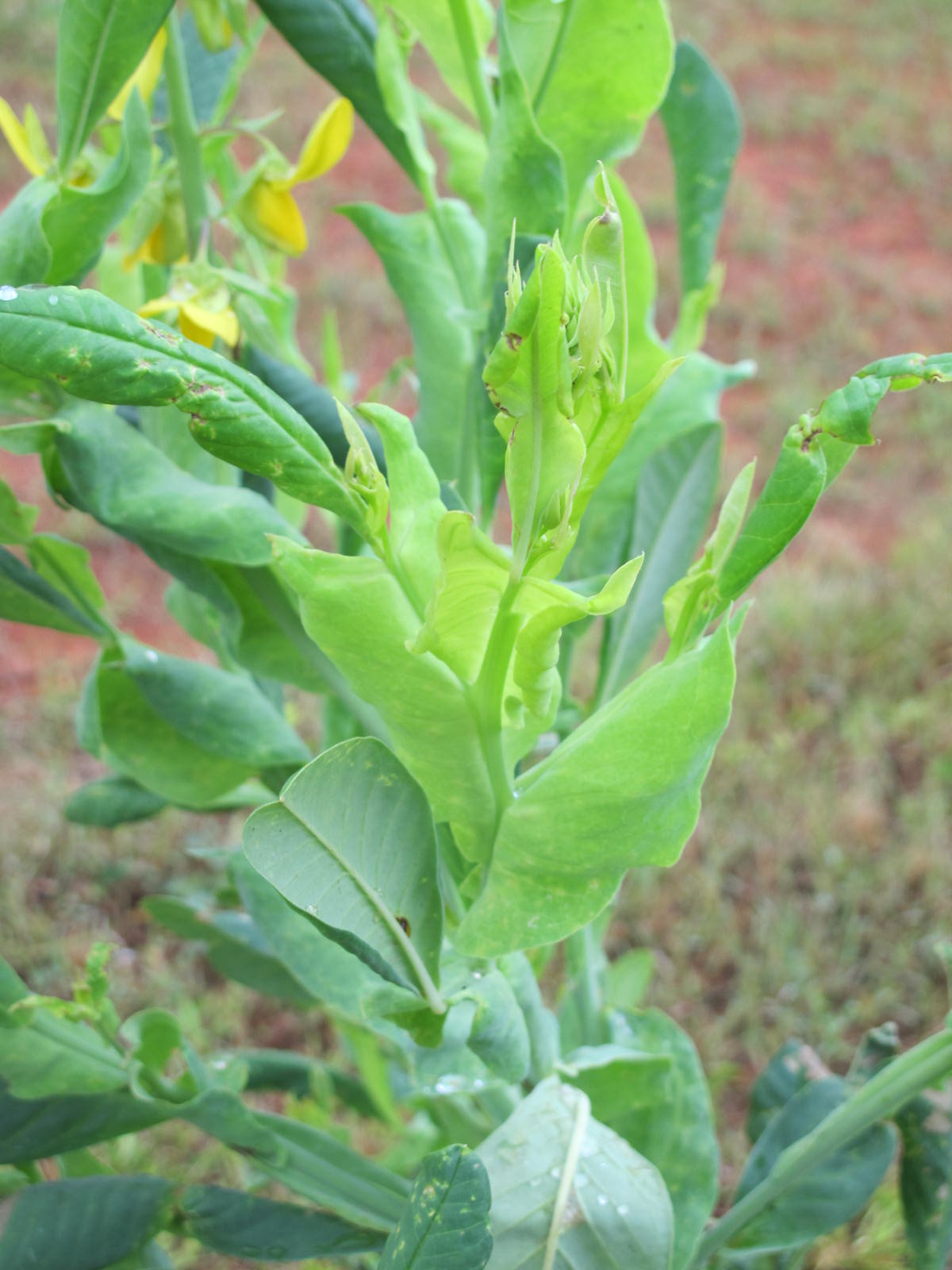 How to care for Smooth rattlebox - Complete Plant Care Guide ...