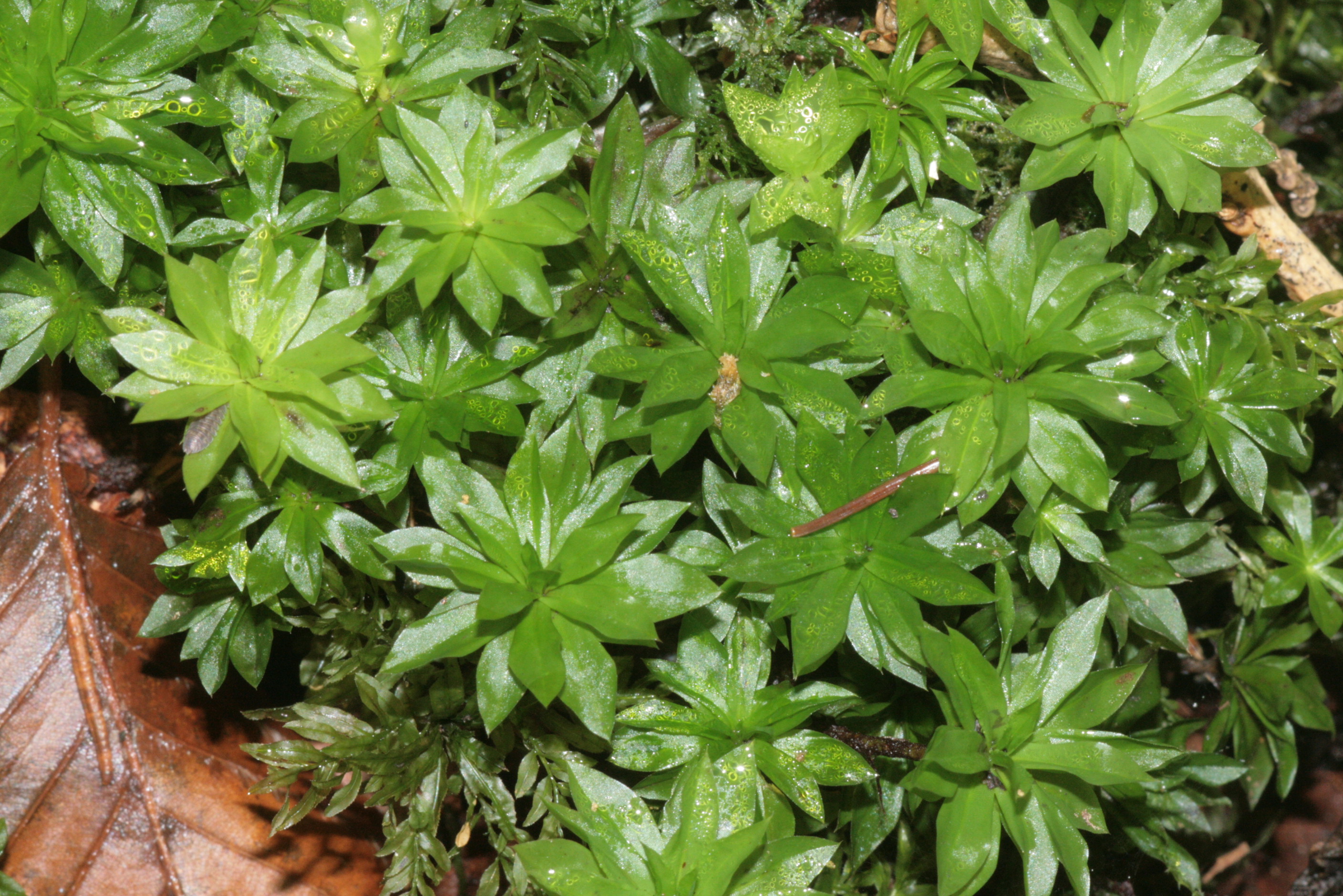 Rose moss