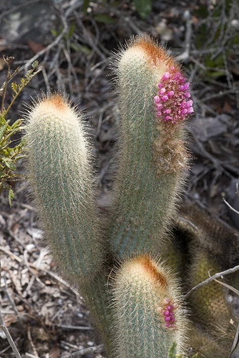 Strecker’s pilosocereus