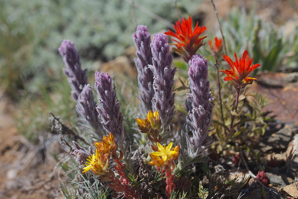 Splithand indian paintbrush