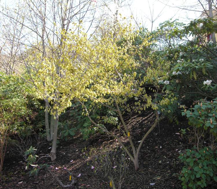 Veitch's winter hazel