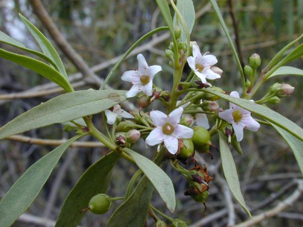 Tasmanian false sandalwood