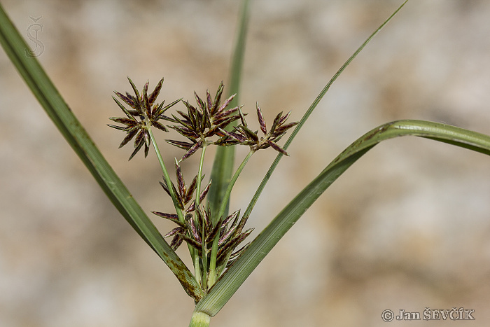 Umbrella sedge