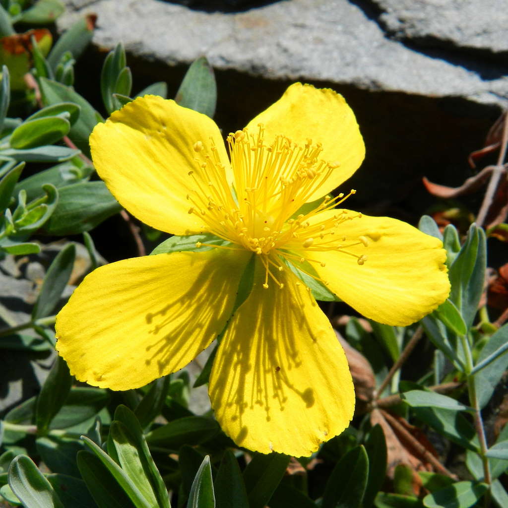 Hypericum