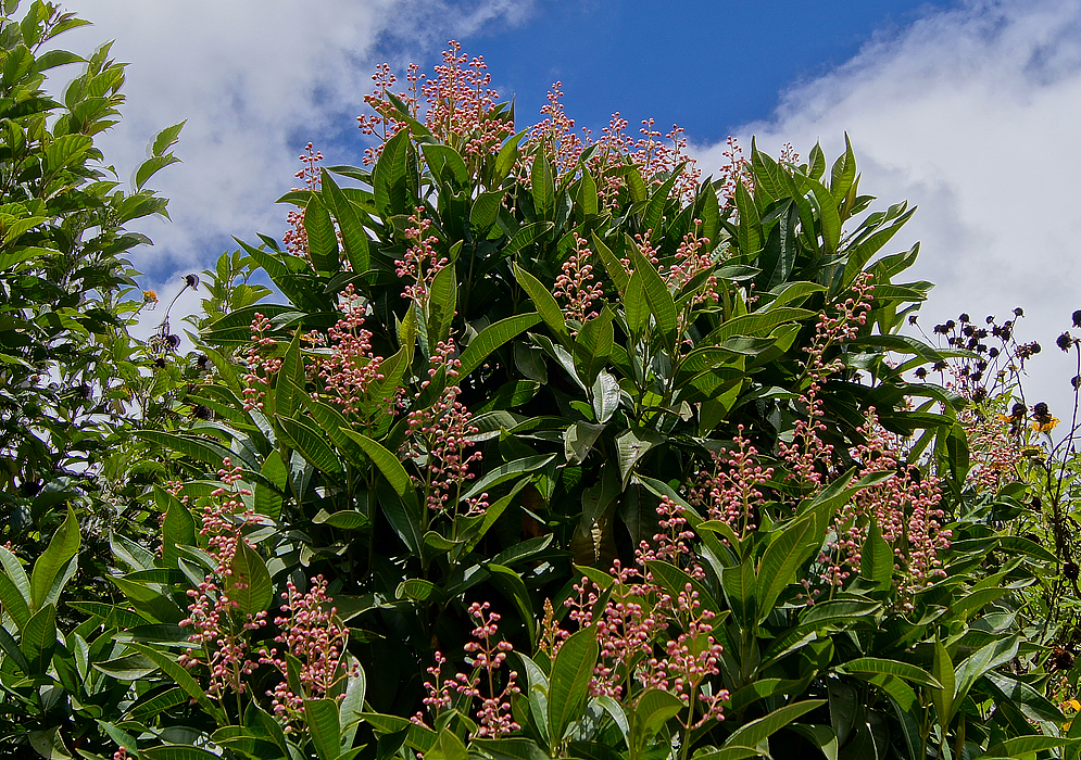 How to care for Minganilla - Complete Plant Care Guide | PlantSnap ...