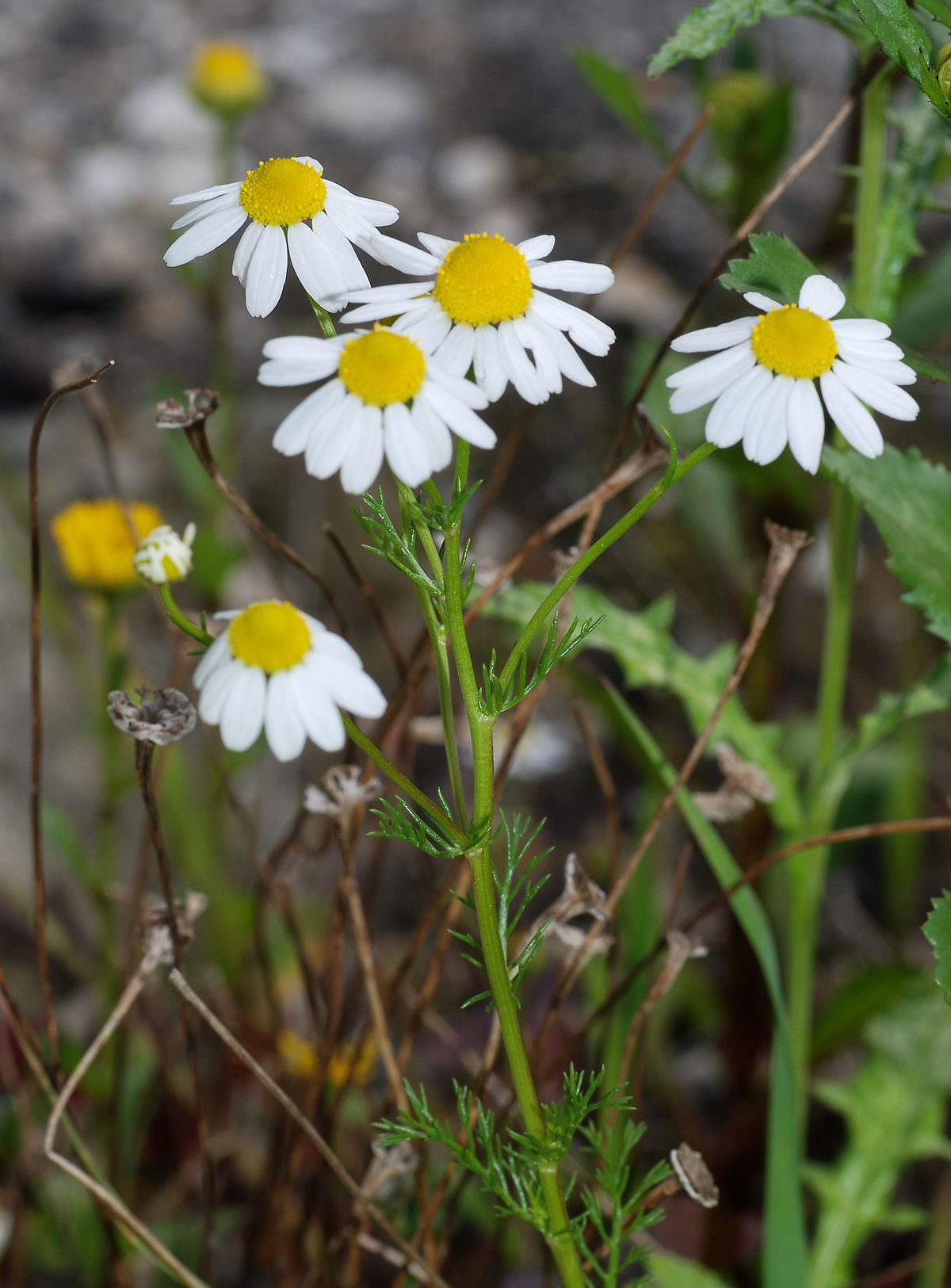 German chamomile