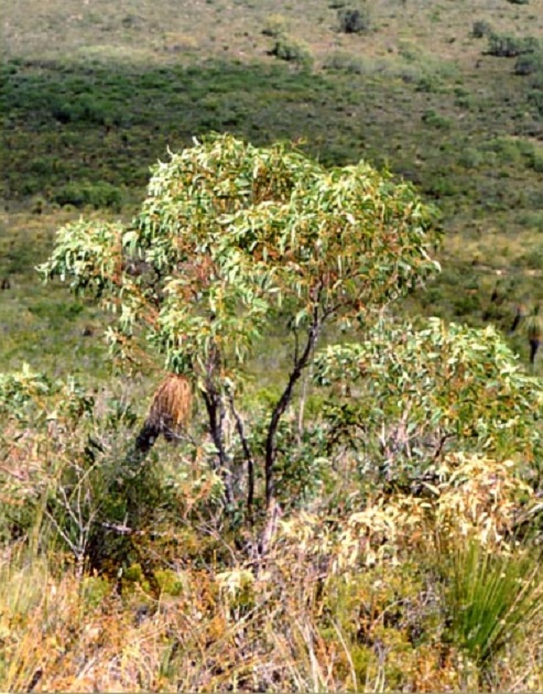 Yanchep mallee