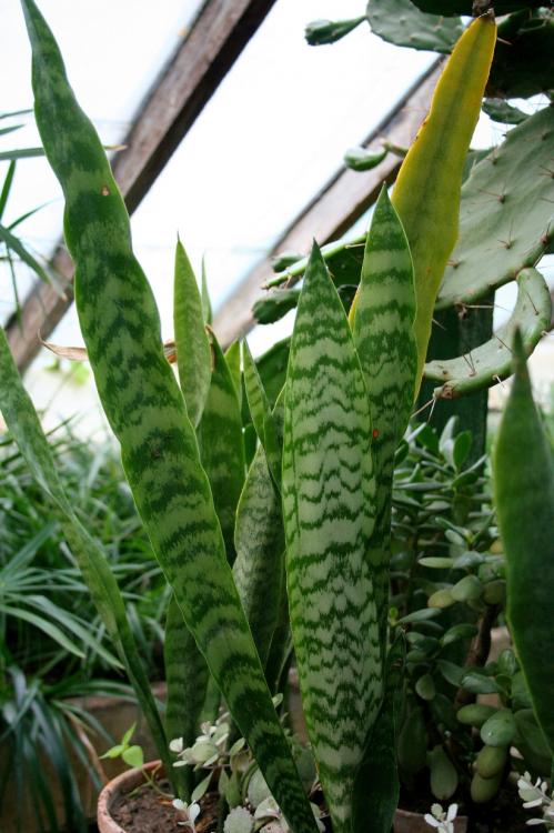 tall snake plant Snake Plant 'Zeylanica'