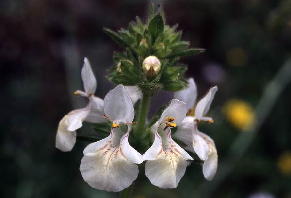 Spiny hedge-nettle